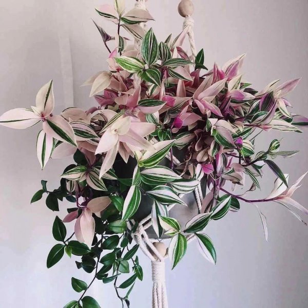 吊兰哪个品种最贵图片