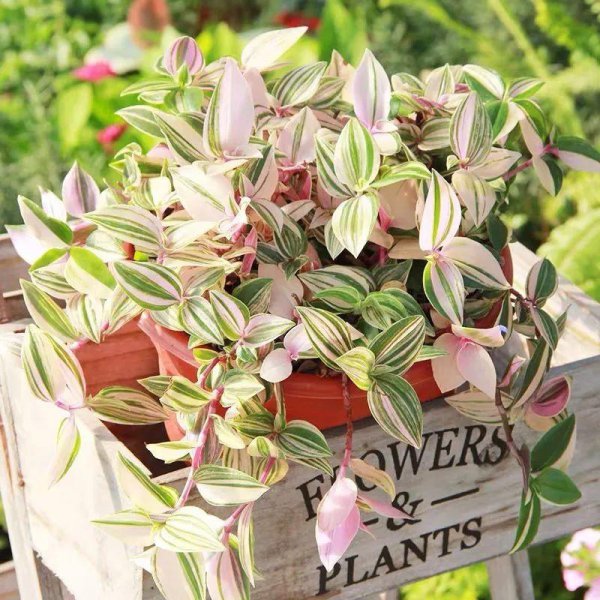 吊兰哪个品种最贵图片