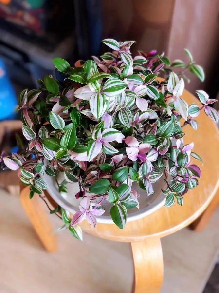 吊兰哪个品种最贵图片