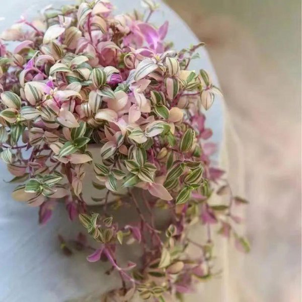 吊兰哪个品种最贵图片