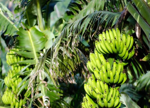 香蕉什么时候开花