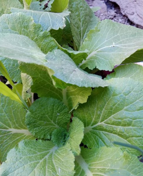 南墙根适合种什么菜