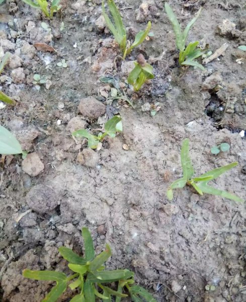 南墙根适合种什么菜