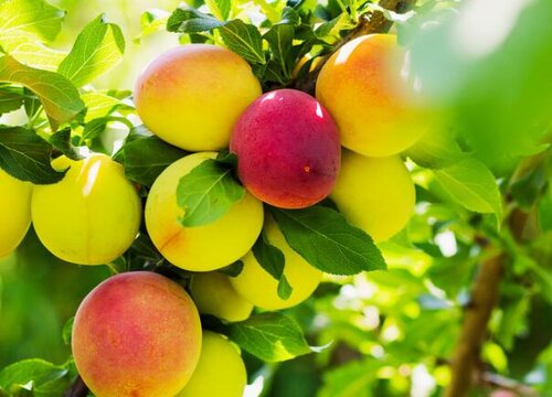 李子和什么不能一起吃