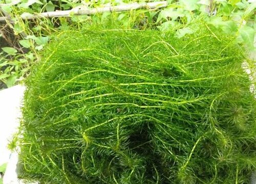 有一种水草每天是前一天的2倍