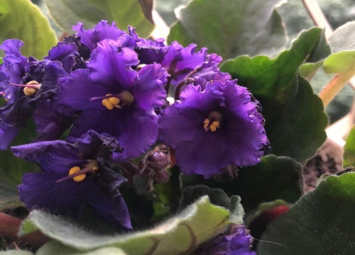 非洲堇花期是什么时候