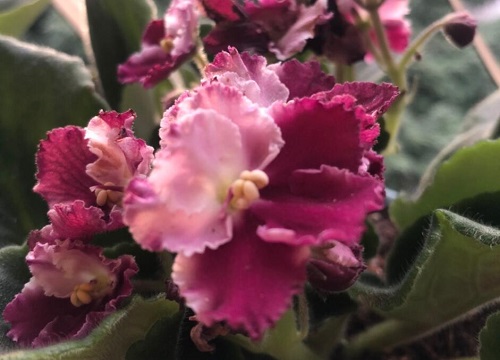 非洲堇花期是什么时候