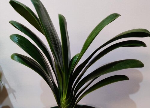 啤酒配合什么养君子兰效果好