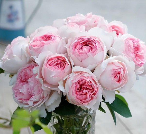 月季伊芙系列介绍