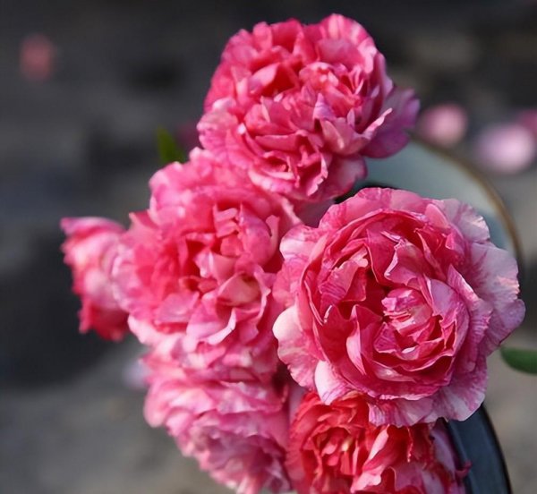 月季伊芙系列介绍