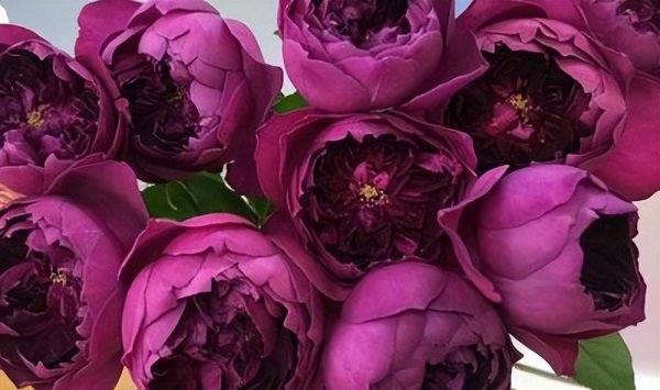 月季伊芙系列介绍