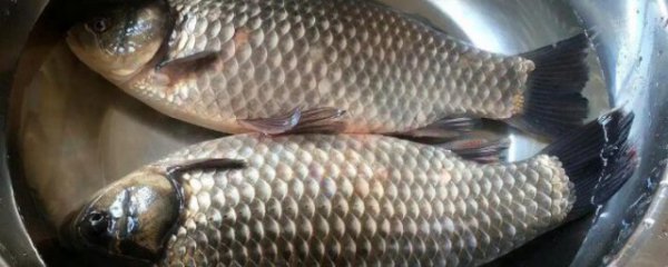 常吃野生大鲫鱼的好处和坏处