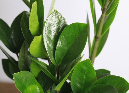 办公室适合放什么植物风水好