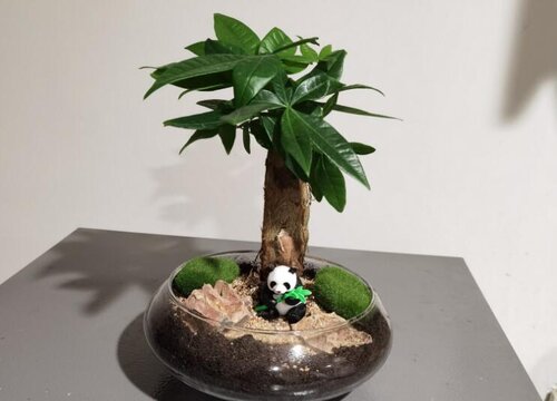 办公室适合放什么植物风水好