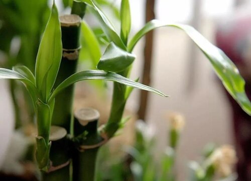 办公室适合放什么植物风水好