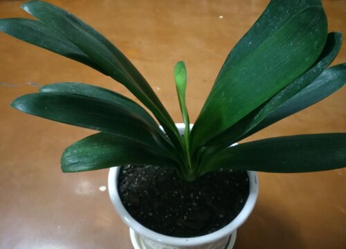 办公室适合放什么植物风水好