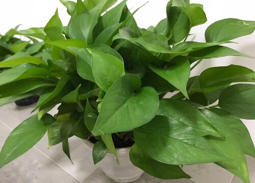 办公室适合放什么植物风水好