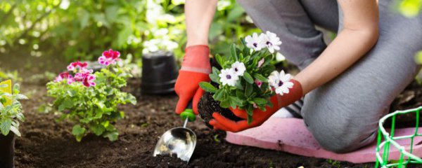 室外植物有哪些