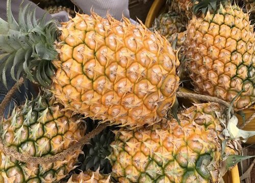 凤梨是热带水果吗