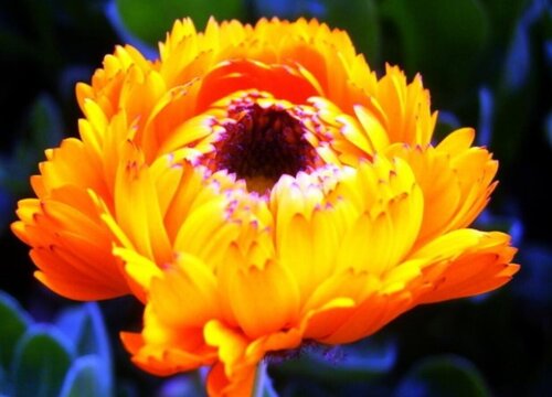 怎么养花开花多