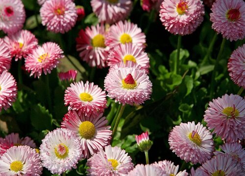 怎么养花开花多