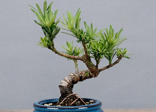 罗汉松什么时候换盆最好