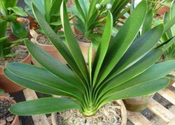 君子兰怎样养才能养得更旺盛