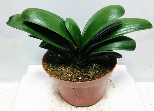 君子兰怎样养才能养得更旺盛