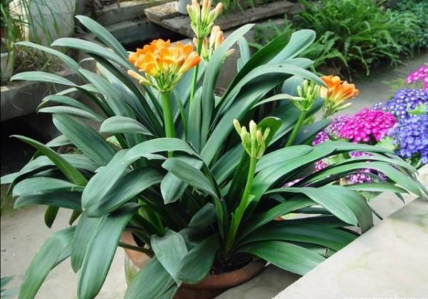 君子兰怎样养才能养得更旺盛