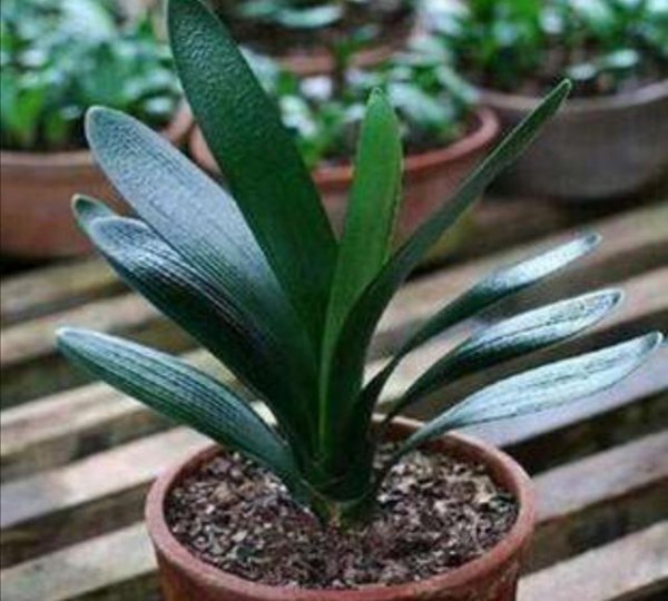 君子兰怎样养才能养得更旺盛