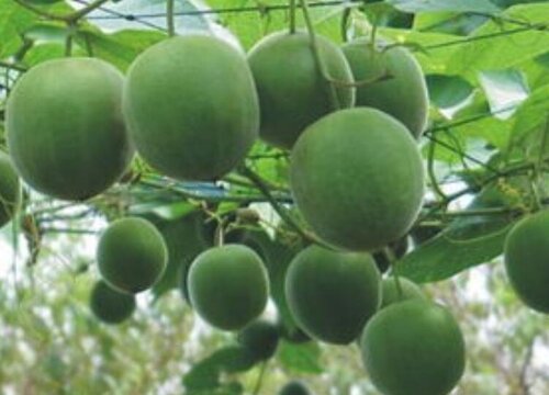 罗汉果炭疽病的发病原因与治疗方法