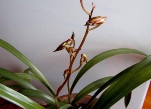 家庭养兰花如何促芽促花