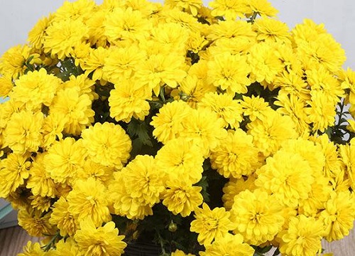 菊花冬天怎么养才能安全过冬