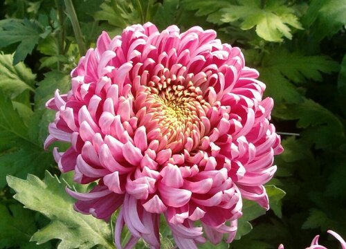 菊花冬天怎么养才能安全过冬