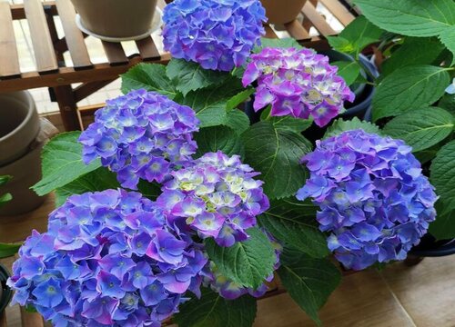 绣球花插花瓶怎么养护