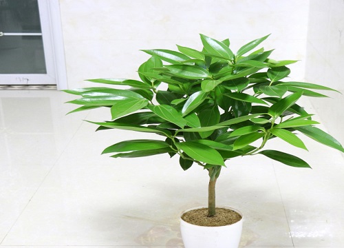 幸福树和平安树哪个好养活