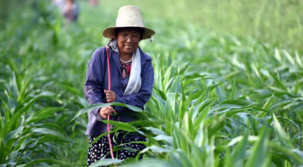 玉米粗缩病的症状与防治措施