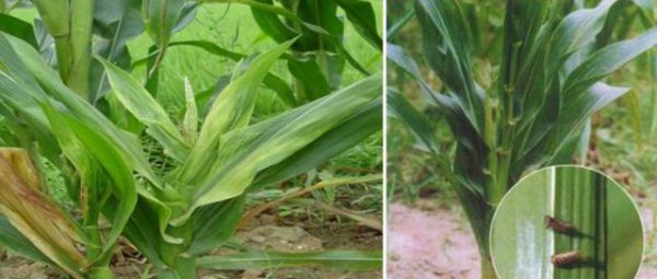 玉米粗缩病的症状与防治措施