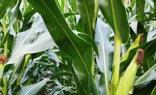 玉米粗缩病的症状与防治措施