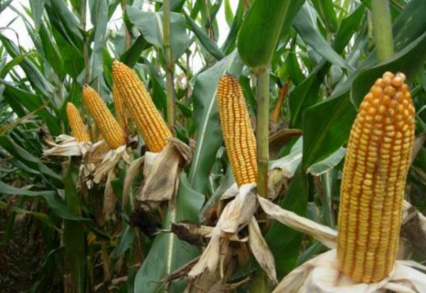 玉米粗缩病的症状与防治措施