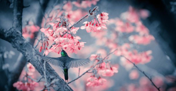 白丁是什么意思