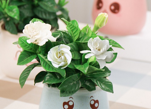 夏季栀子花黄叶的原因有哪些