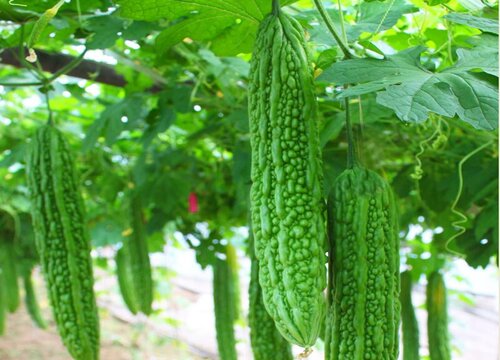 苦瓜种植时间和方法