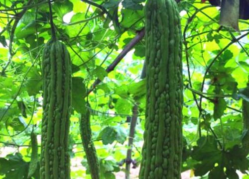 苦瓜种植时间和方法