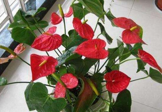 红掌的风水寓意是什么意思