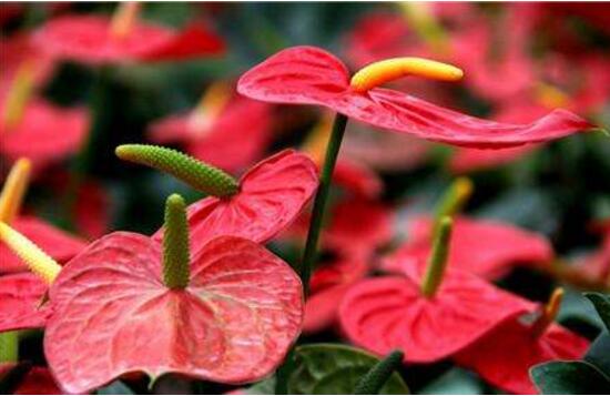 红掌的风水寓意是什么意思