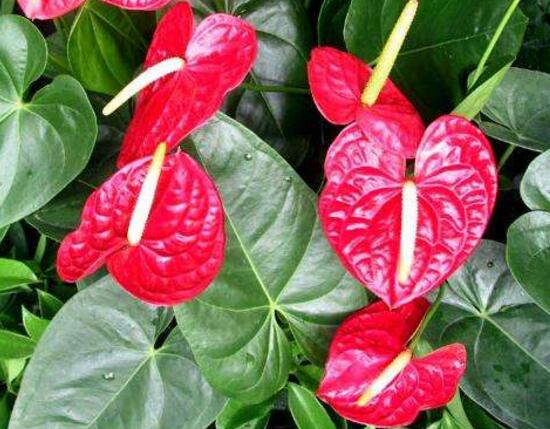 红掌的风水寓意是什么意思