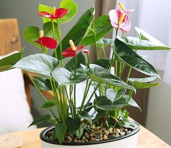 红掌的风水寓意是什么意思