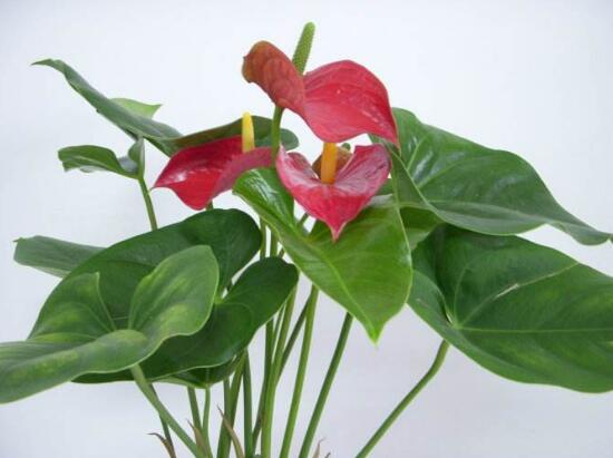 红掌的风水寓意是什么意思