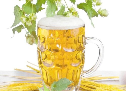 啤酒浇君子兰的方法